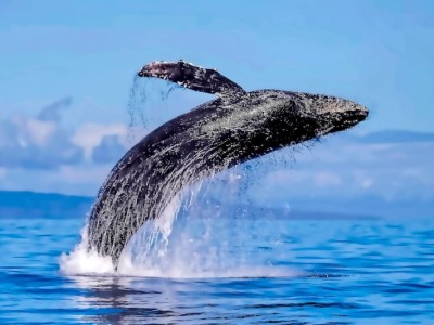 Humpback-whale-breaching-in-Lahaina