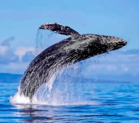 Humpback-whale-breaching-in-Lahaina